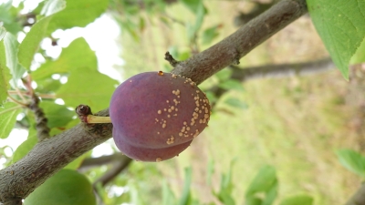 Augļu parastās puves bojāta plūme