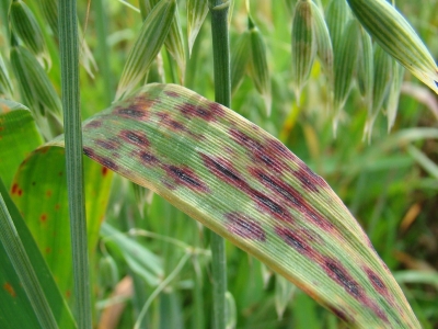 Auzu lapu brūnplankumainība.