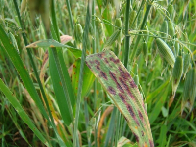 Auzu lapu brūnplankumainība