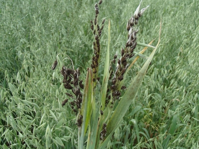 Auzu putošā melnplauka