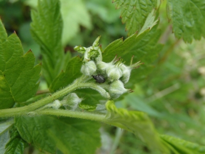 Aveņu ziedu smecernieks