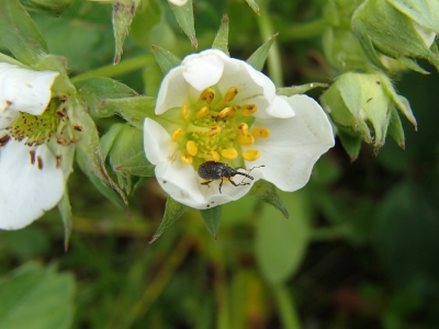 Aveņu ziedu smecernieks.