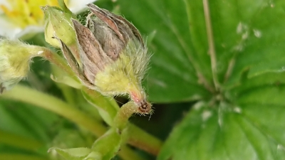 Aveņu ziedu smecernieka bojāts zemenes zieds