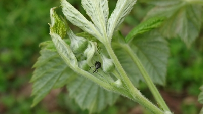 Aveņu ziedu smecernieks