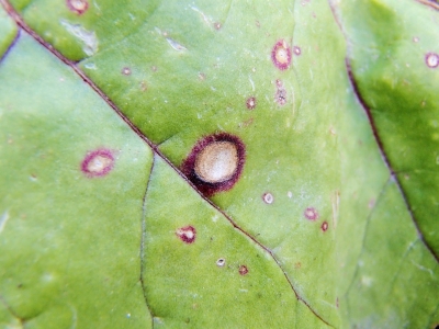 Biešu lapu sīklplankumainība