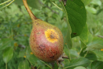 Bumbieru - kadiķu rūsa uz augļa