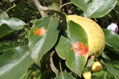 Bumbieru-kadiķu rūsa uz bumbieres lapām