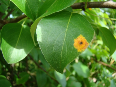 Bumbieru-kadiķu rūsa