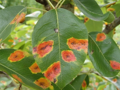 Bumbieru-kadiķu rūsa.