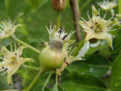 Bumbieru kraupja pirmās pazīmes