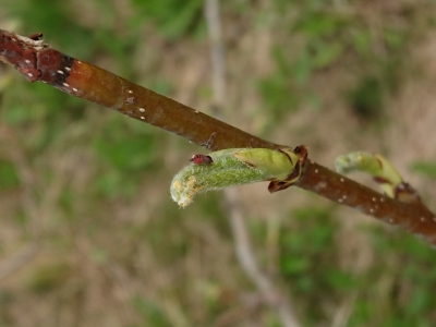 Bumbieru lapu blusiņa