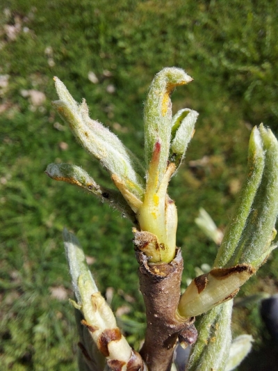 Bumbieru lapu blusiņas olu dējumi uz bumbieres pumpura