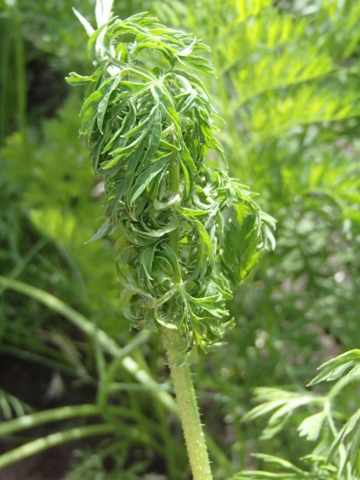  Burkānu lapu blusiņas bojājums.