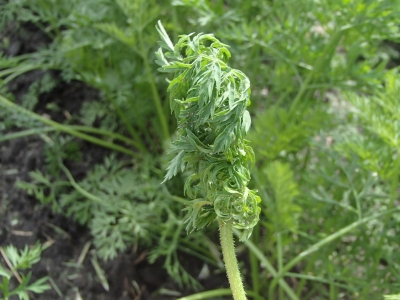 Burkānu lapu blusiņas radītie bojājumi