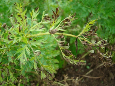 Burkānu lapu sausplankumainība