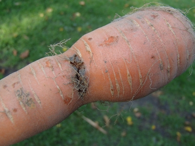 Burkānu mušas kāpura bojājums