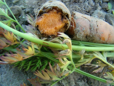 Burkānu mušas kāpura radītie bojājumi