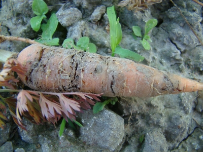 Burkānu mušas kāpura bojājums