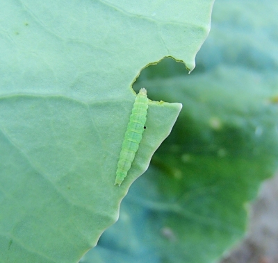 Kāpostu cekulkodes kāpurs