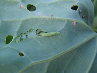 Kāpostu cekulkodes kāpurs un bojājums