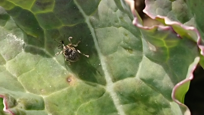 Krustziežu stublāju smecernieks