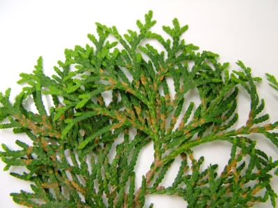 Didymascella thujina pazīmes uz skujām