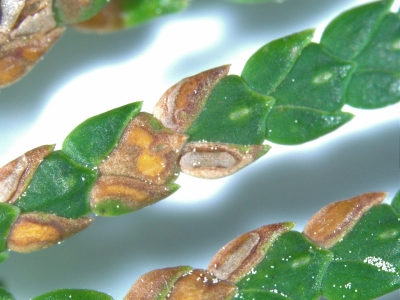 Didymascella thujina pazīmes uz skujām