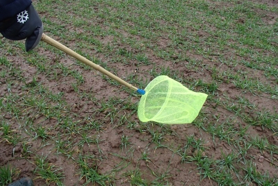 Gaiši zaļš entomoloģiskais tīkliņš, kuru tur cilvēks labības laukā