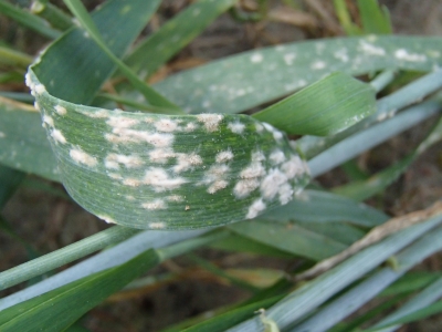 Graudzāļu miltrasa
