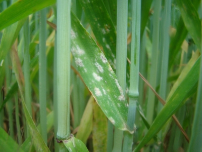Graudzāļu miltrasa