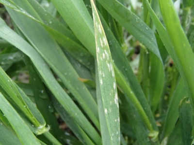 Graudzāļu miltrasas punktiņi uz kviešu lapām