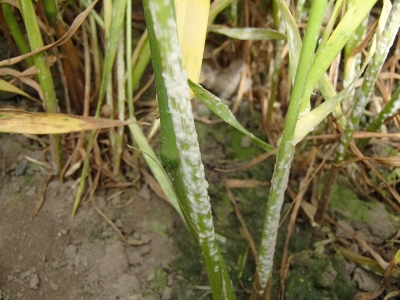 Graudzāļu miltrasa uz stiebriem