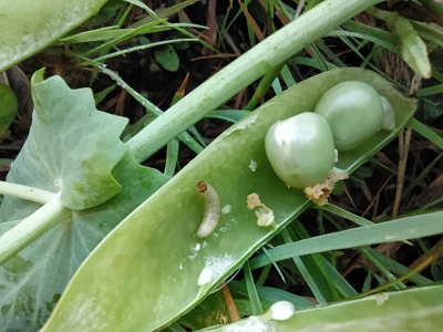 Zirņu tumšais tinējs