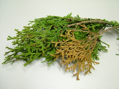 Kabatina sp. augļķermeņi