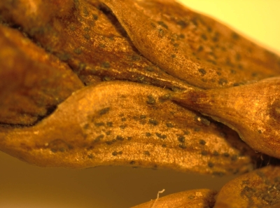 Kabatina sp. augļķermeņi