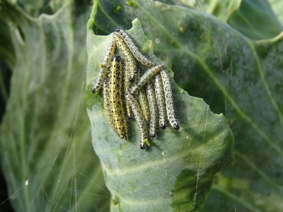 Kāpostu balteņa kāpuri