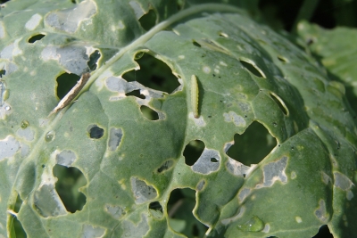 Pieaugusi kāpostu cekulkode un kāpurs