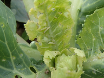 Kāpostu cekulkodes kāpuri.