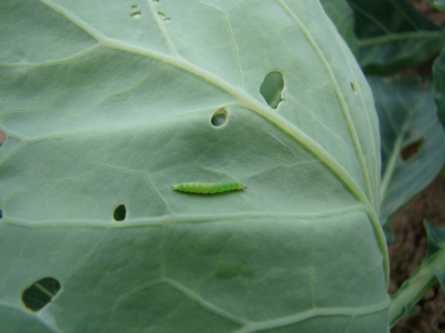 Kāpostu cekulkodes kāpurs