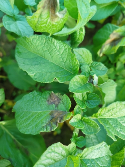 Kartupeļu lakstu puve