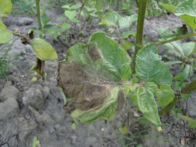 Kartupeļu lakstu puve.