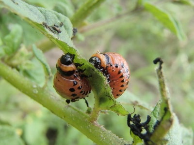 Kartupelu lapgrauža kapuri