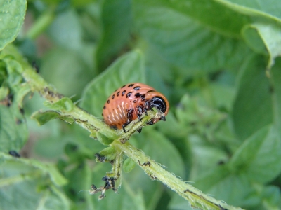Kartupeļu lapgrauža kāpurs