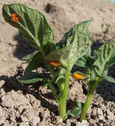 Kartupeļu lapgrauža oliņas