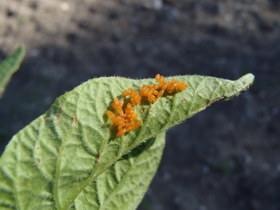 Kartupeļu lapgrauža olu dējums