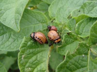 Kartupeļu lapgrauža kāpuri