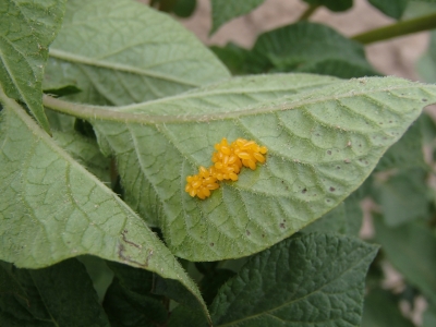 Kartupeļu lapgrauža olas