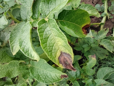 Kartupeļu lapu sausplankumainība.