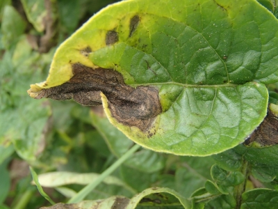 Kartupeļu lapu sausplankumainības pazīmes