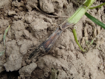 Kartupeļu melnkāja